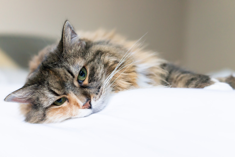 Closeup portrait of cute sad calico maine coon cat face lying on bed in bedroom room