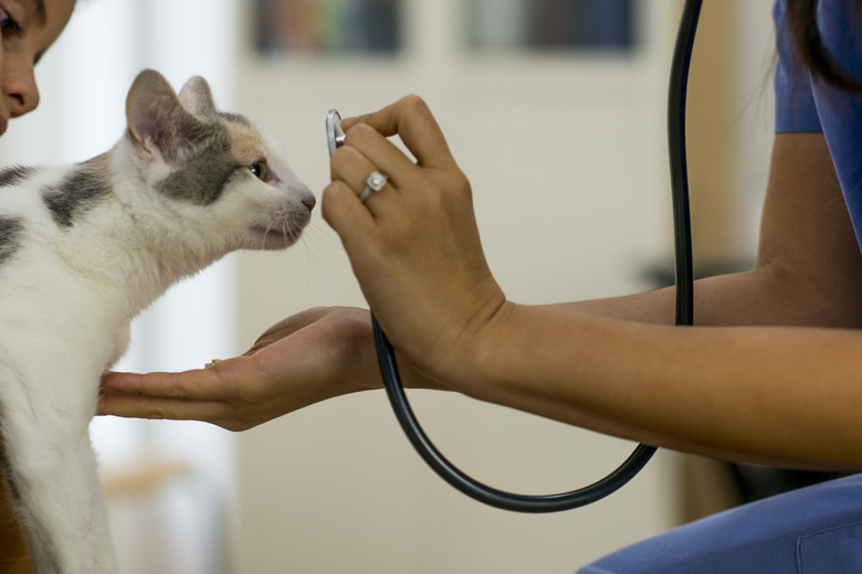 Veterinarian Examining a Cat