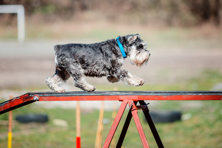 Dog in agility competition set up in green grassy park