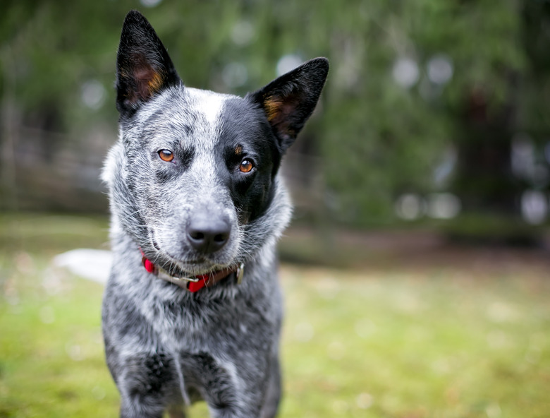 An Australian Cattle Dog outdoors