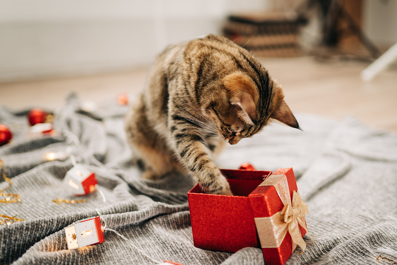 Tabby cat plays at the Christmas tree