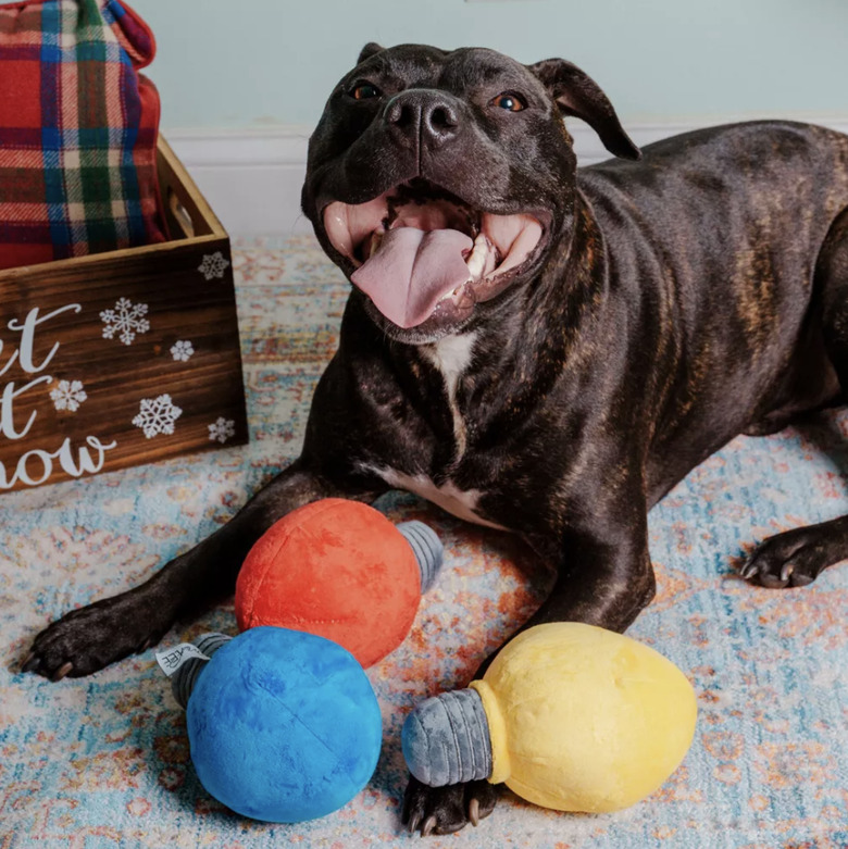 Brown pitbull with three vintage Christmas light-shaped squeaky toys in blue