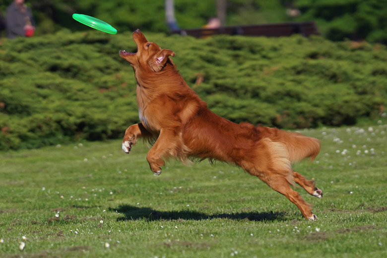 Active Nova Scotia Duck Tolling Retriever Toller dog jumping outdoors on a green grass catching a green frisbee disc