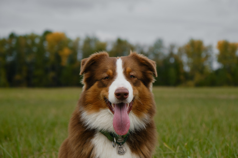 Australian Shepherd red tricolor sits in green field in autumn against yellow trees and gray overcast sky. Pet stuck out its tongue on walk in fall