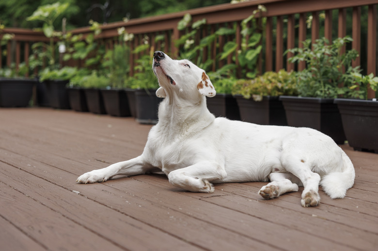 Dog lying looking up lying on the porch