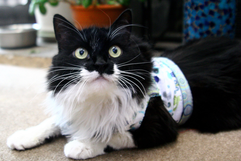 A fluffy black and white cat wearing. a homemade harness.