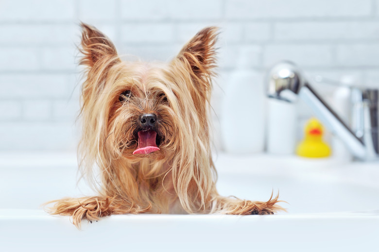 Closeup portrait of a Yorkshire Terrier having bath