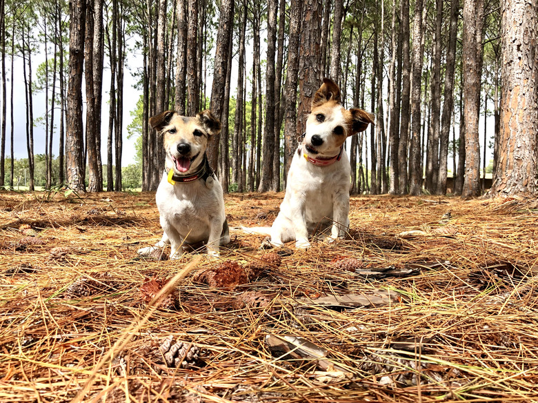 Two Jack Russell Terriers one female one male looking at the camera with pine trees all around. Sitting on the ground on pine needles. Chloe tilting her head. Gold Coast Queensland Australia
