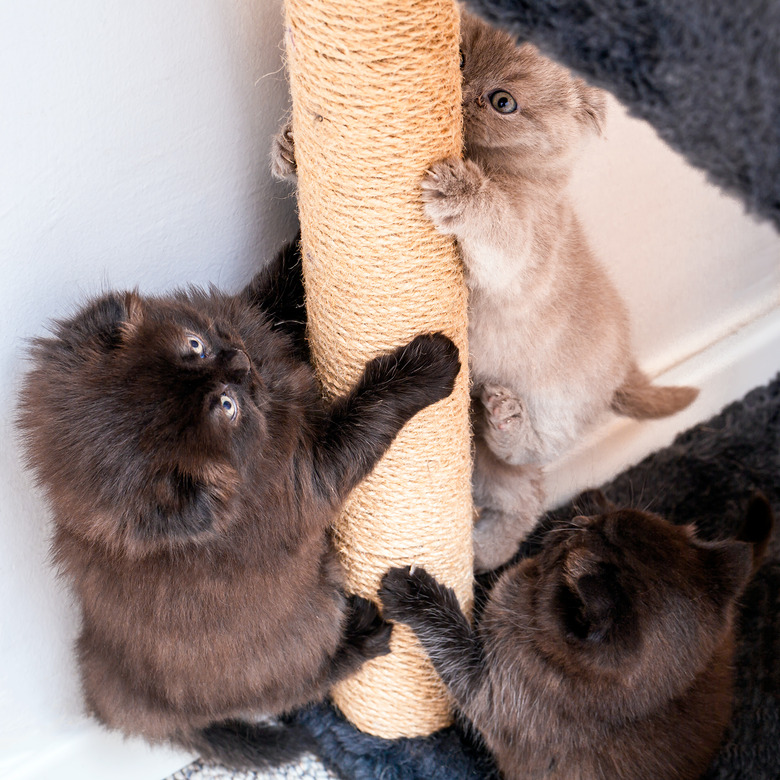 Climbing Race to cat house Between the Brotherhood