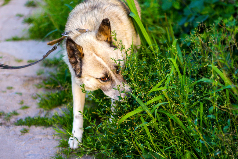 Defocus close-up siberian laika husky on a leash. Dog smelling for hunting in garden. The pet takes the trail and sniffing ground and grass. Eating wheat grass