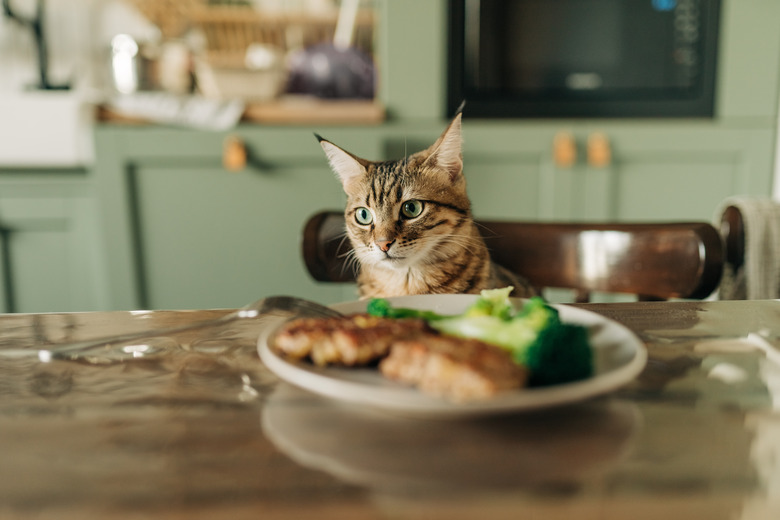 cat and houseplants in the kitchen