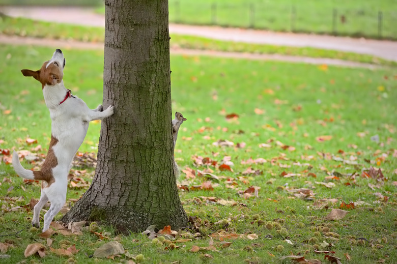 Dog chasing squirrel up tree