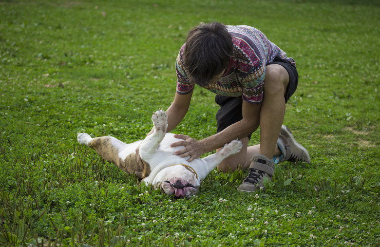 Owner rubbing his dog's belly