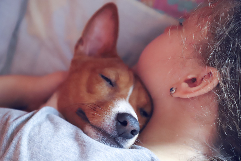 The girl hugs the basenji dog