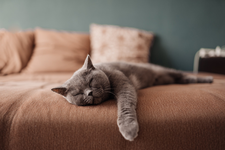 Lazy British Short Hair cat sleeping on a couch in a flat in Edinburgh