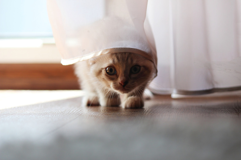 Funny cat hidden under a small white curtain