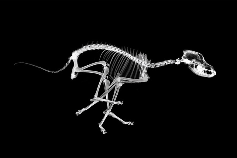 How Many Bones Do Dogs Have? Here