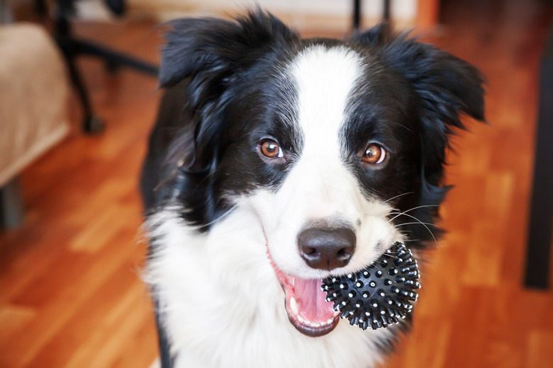 Funny portrait of cute smilling puppy dog border collie holding toy ball in mouth. New lovely member of family little dog at home playing with owner. Pet care and animals concept