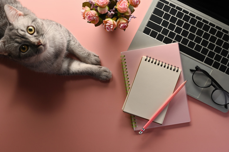 A top view of a cat lying with office flat lays flower and laptop on an empty pink space on a background