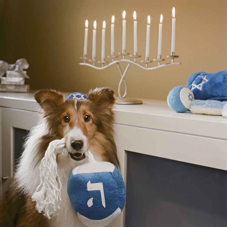 Shetland Sheepdog wearing a yarmulke with a plush dreidel in their mouth