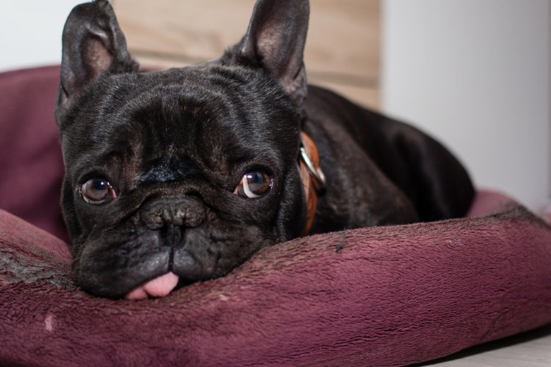 Close up of a small black dog