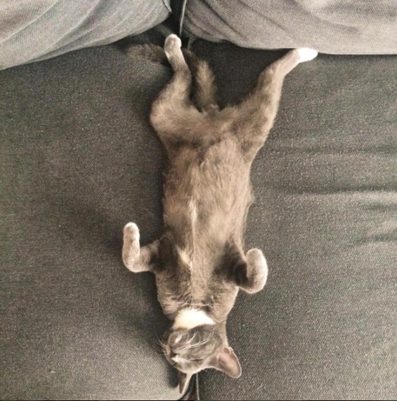 Kitten Rick on the sofa