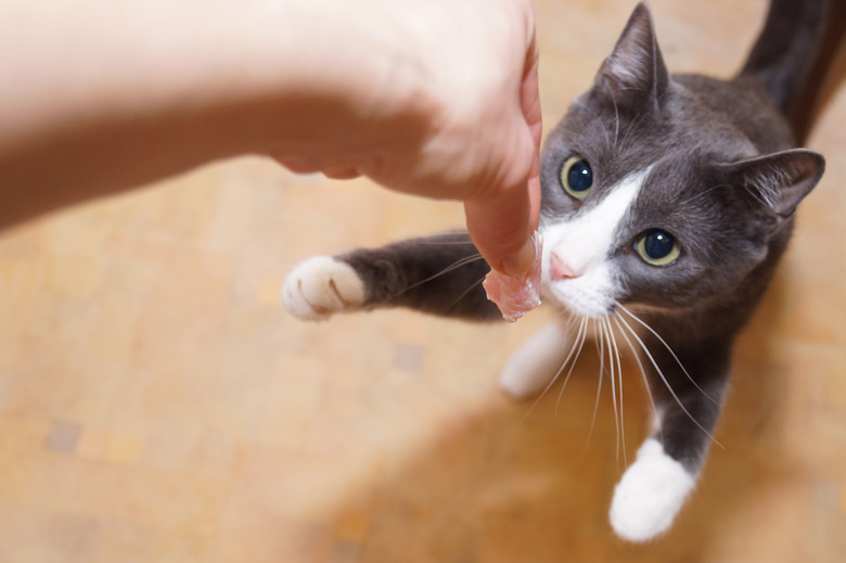 Gray cat standing on its hind legs