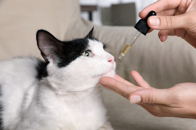 Woman giving tincture to cat at home
