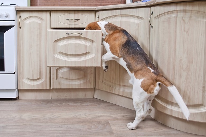 Brown and white dog getting into a drawer