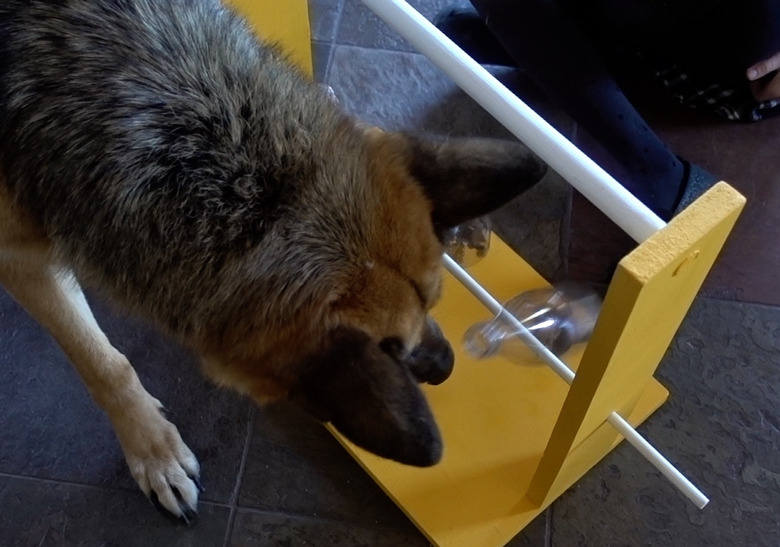 German shepherd solving DIY dog puzzle feeder.