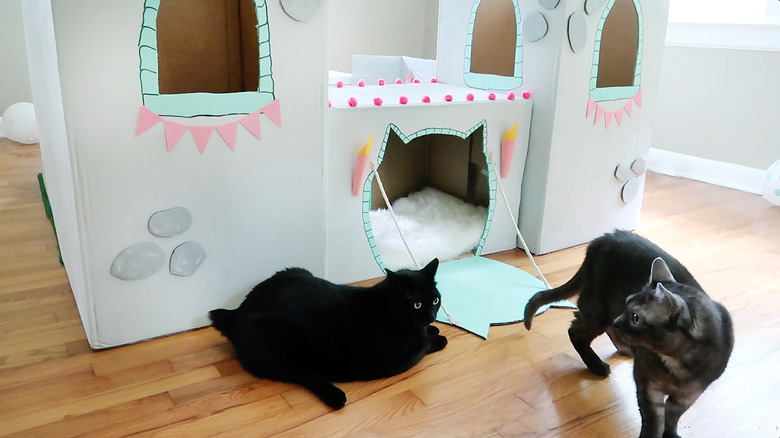 Cats in front of castle
