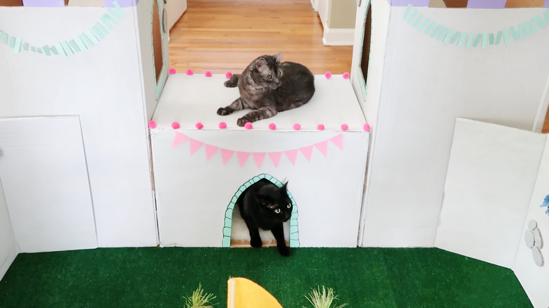 Two cats playing on drawbridge
