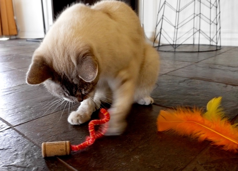 Cat playing with DIY cat toy out of a wine cork and pipe cleaner.