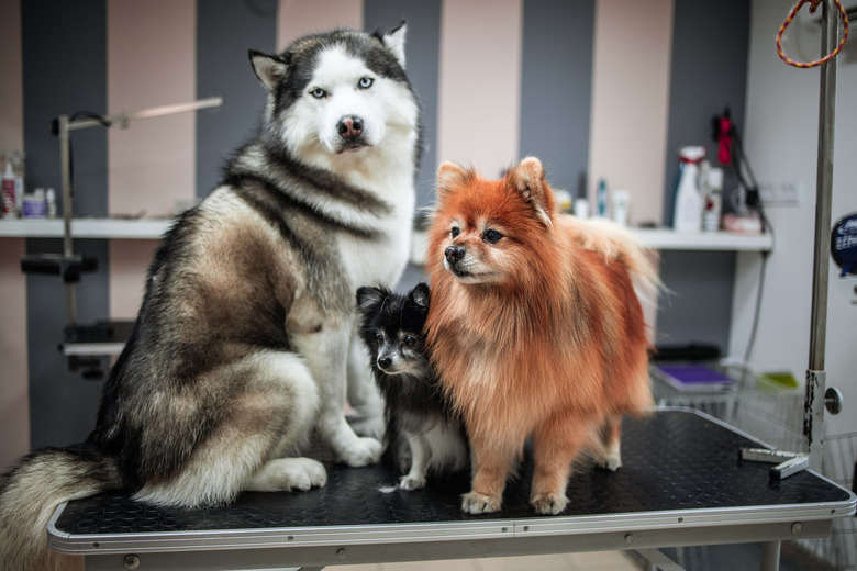 Dog groomer with freshly groomed dogs