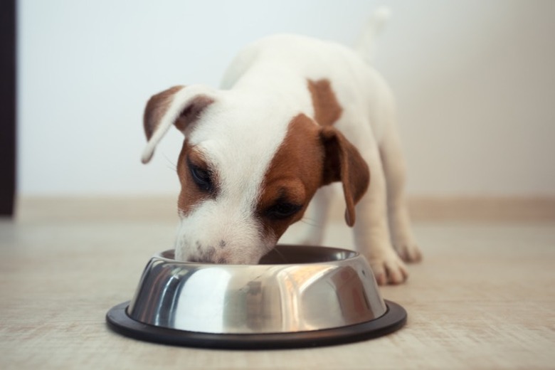 Small white and brown puppy eating from stainless steel bowl.