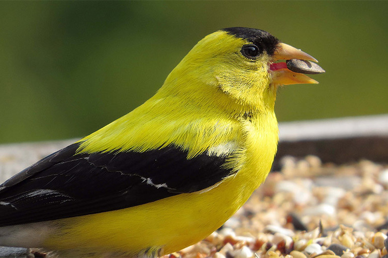 A yellow bird eating birdseed.