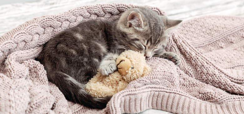 A gray kitten is curled up with its eyes closed on a beige blanket. The kitten is hugging a small stuffed bear toy.