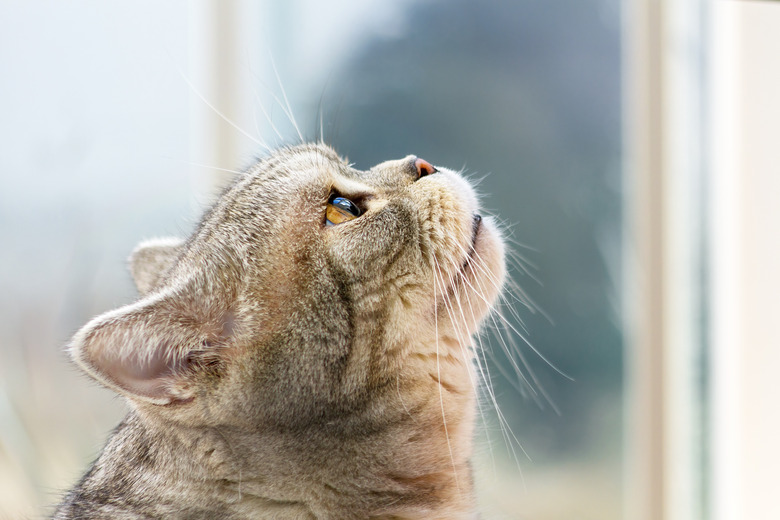 Grey Shorthair Scottish Tabby Cat Looking Up