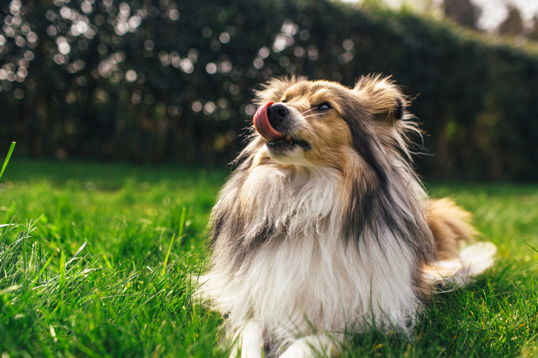 Sheltie dog Shetland Sheepdog lying down on grass licking nose.