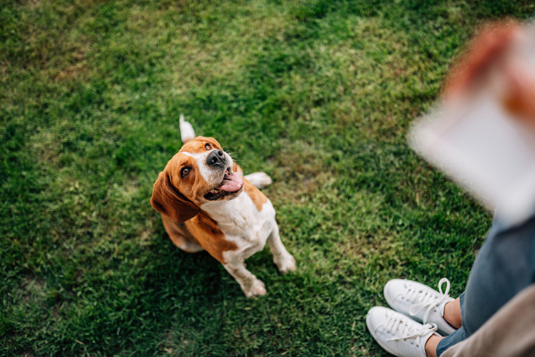 Girl giving a treat to happy