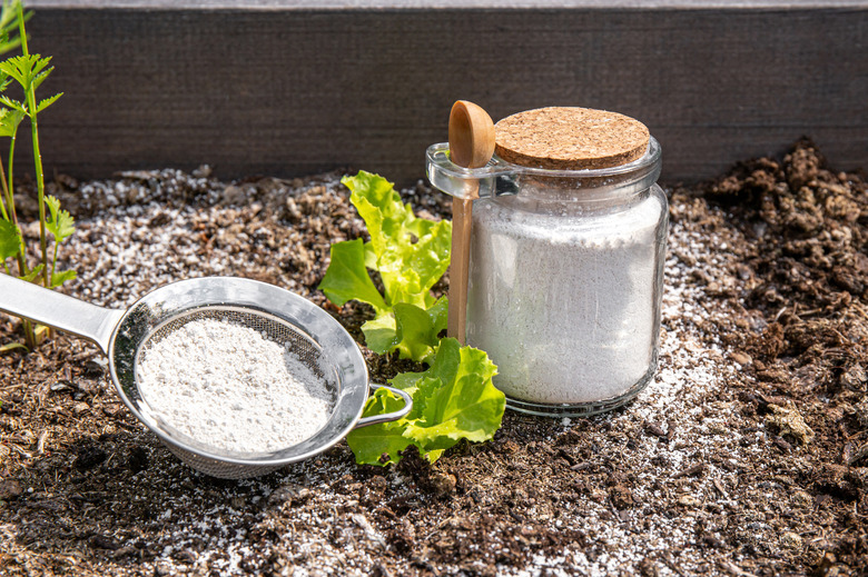 How To Use Diatomaceous Earth For Fleas Cuteness