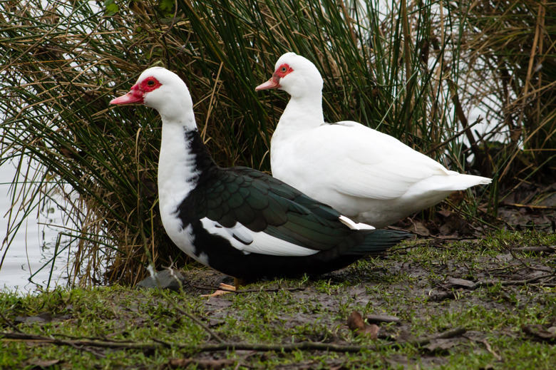 How To Identify Duckling Breeds | Cuteness