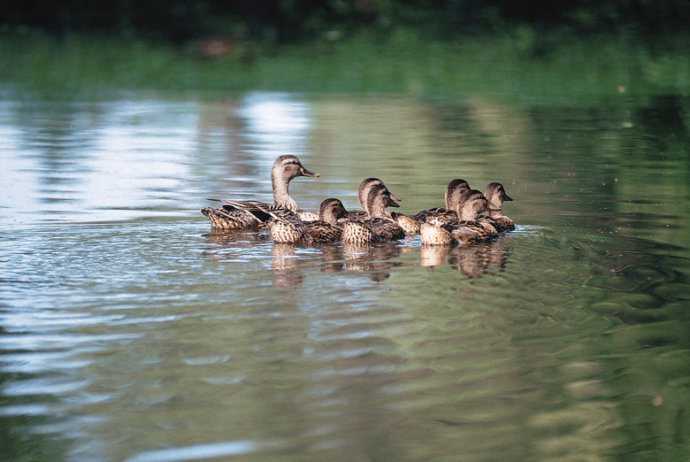 How To Identify Duckling Breeds Cuteness How To Identify Duckling Breeds Cuteness