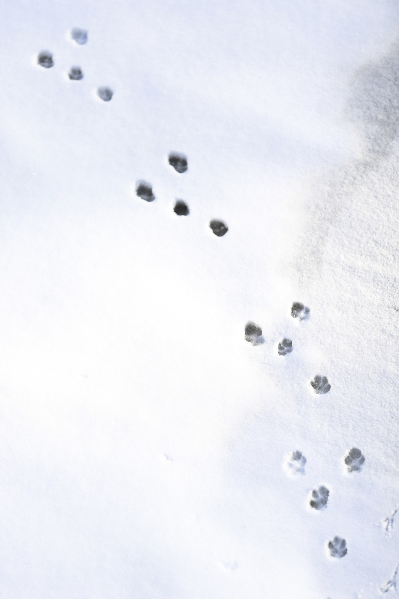 Rabbit tracks in snow in winter.