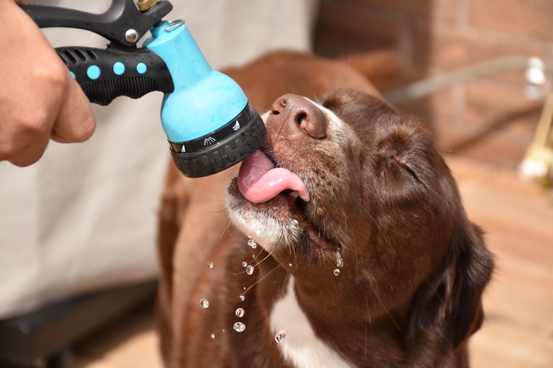 Close-up of dog drinking water from hose