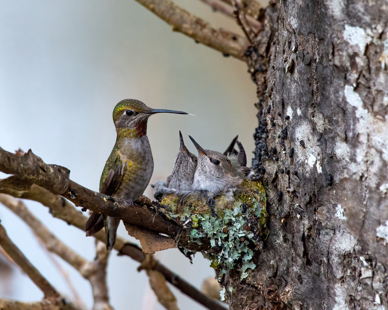 Closeup of Anna's hummingbird and babies in the nest