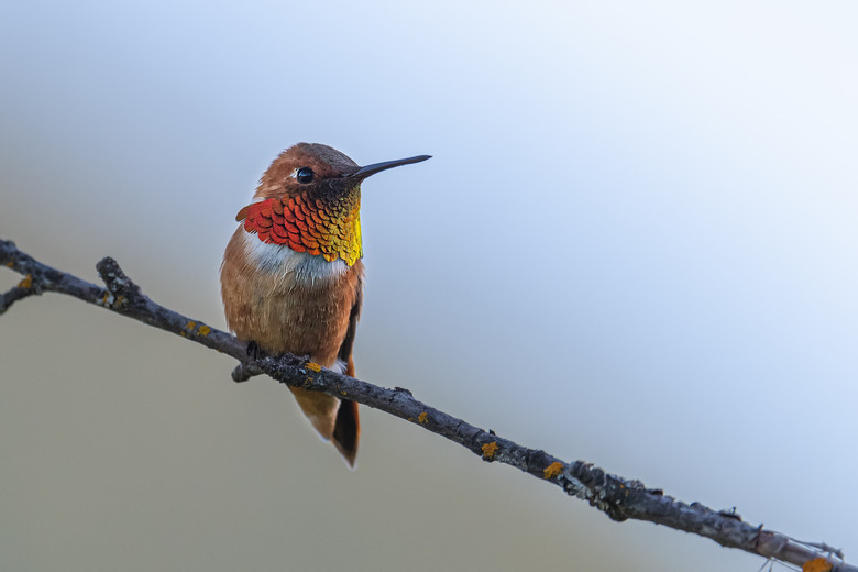 Close-up of rufous hummingbird perching on branch