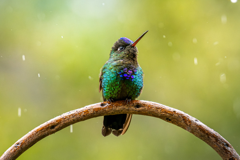 Close-up of hummingtropical bird perching on branch