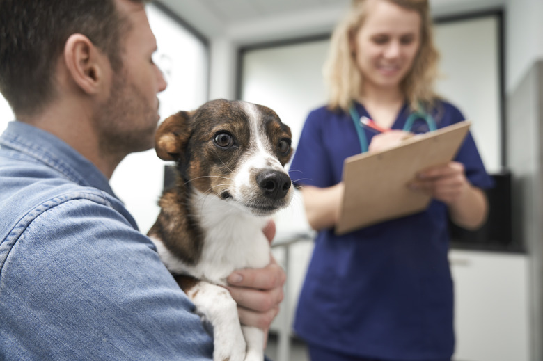Man with cute dog at the visit in doctor's office