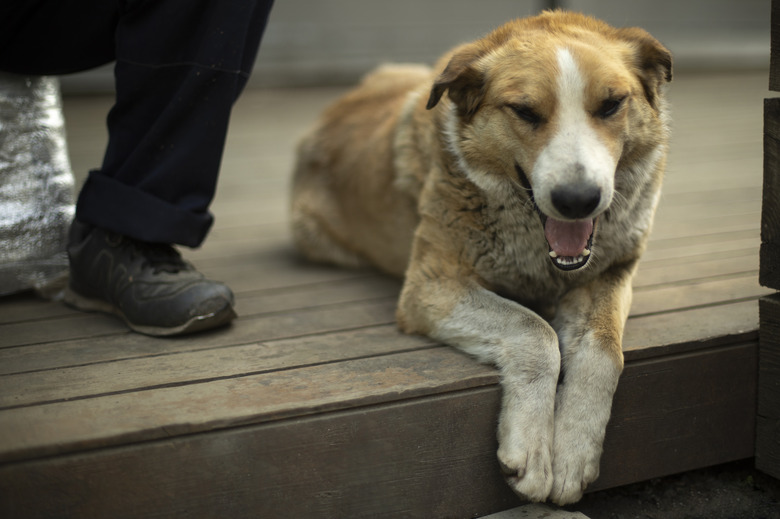 Dog lies at feet of owner. Animal rests on veranda.
